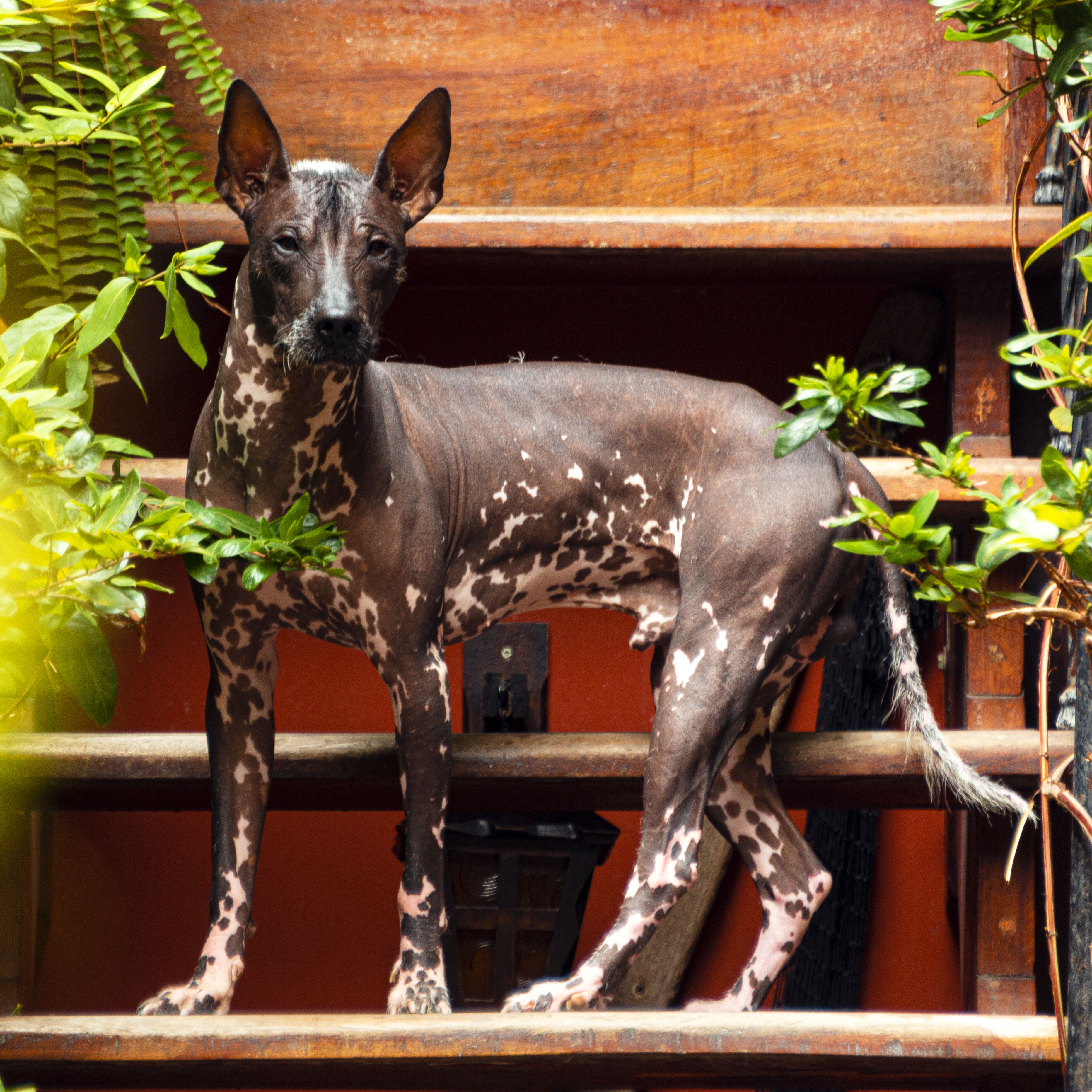 Foto - KACLLA, The Healing Dog Hostel