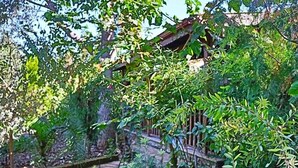 Puutarha
