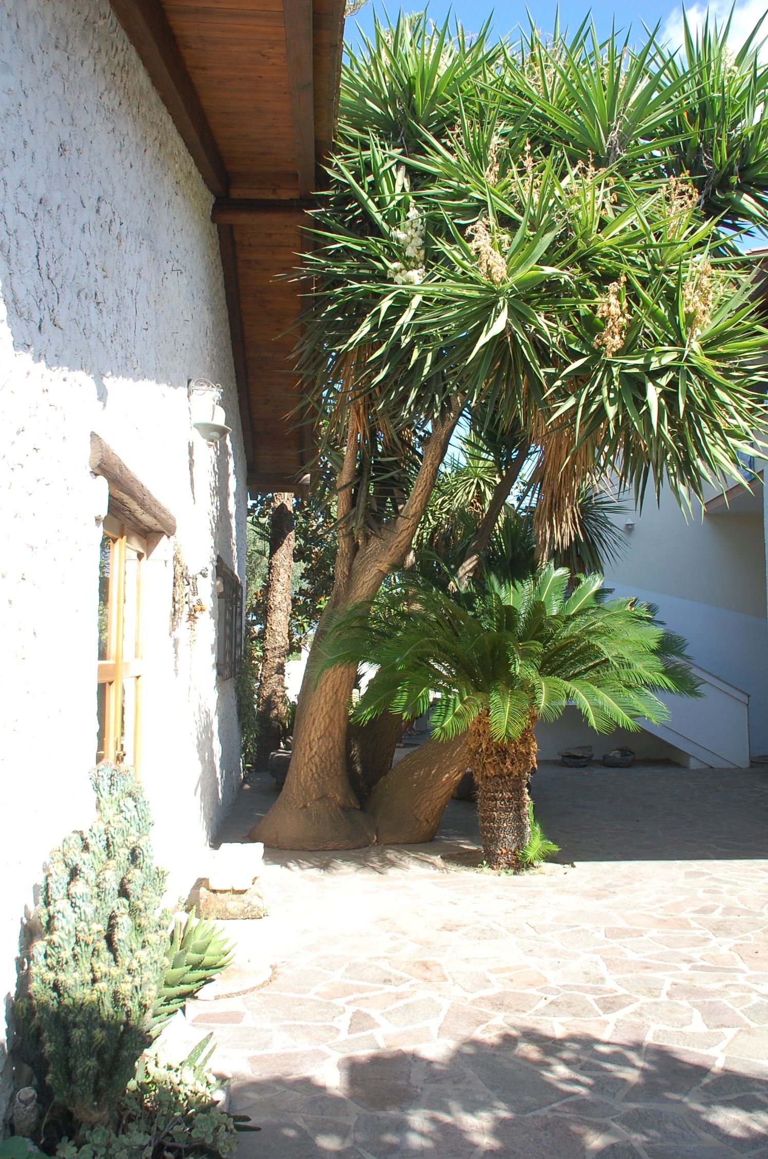 Un patio con una palmera, un cactus y un edificio blanco con una viga de madera.