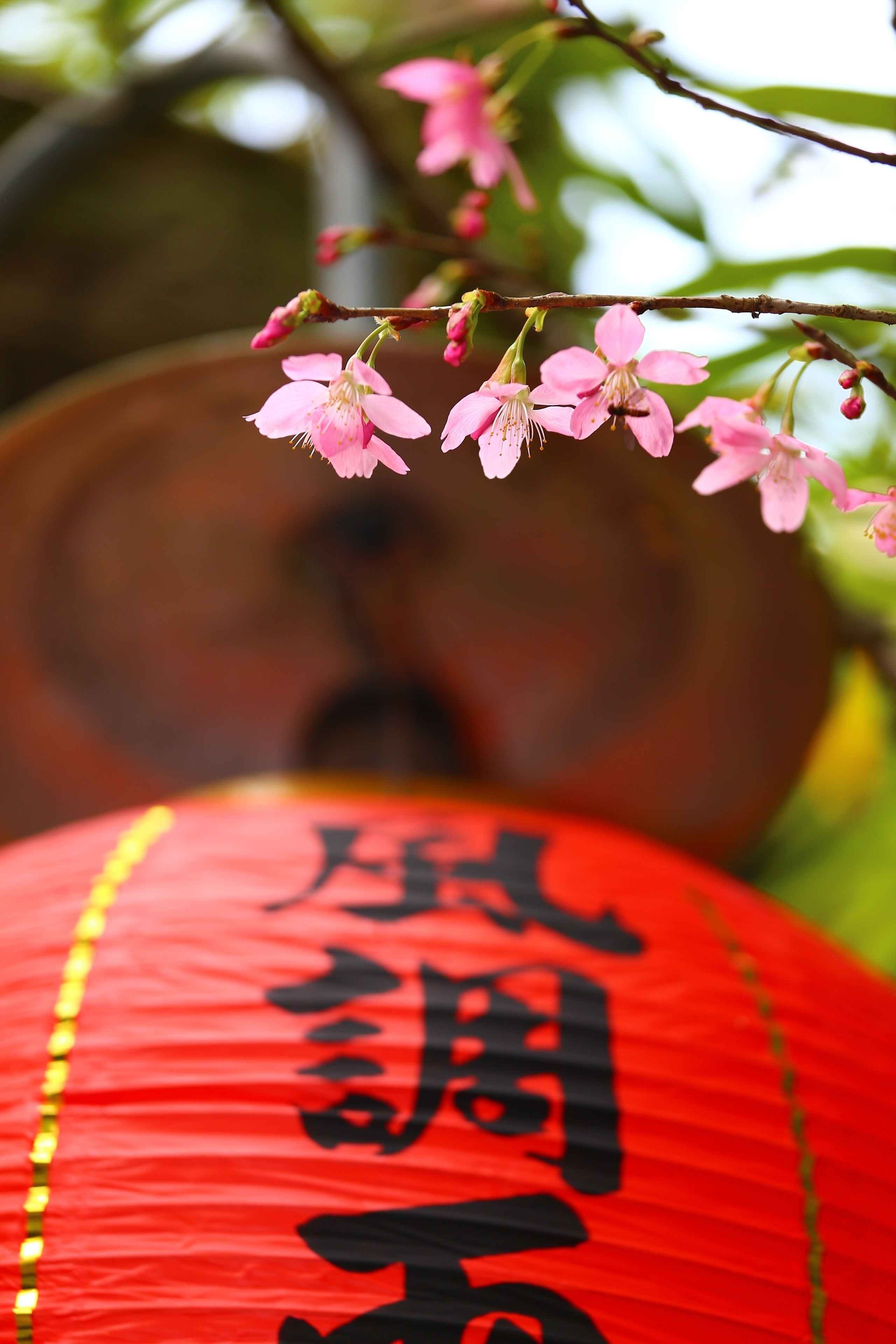 A red lantern with Chinese characters, pink blossoms, and a blurred background.