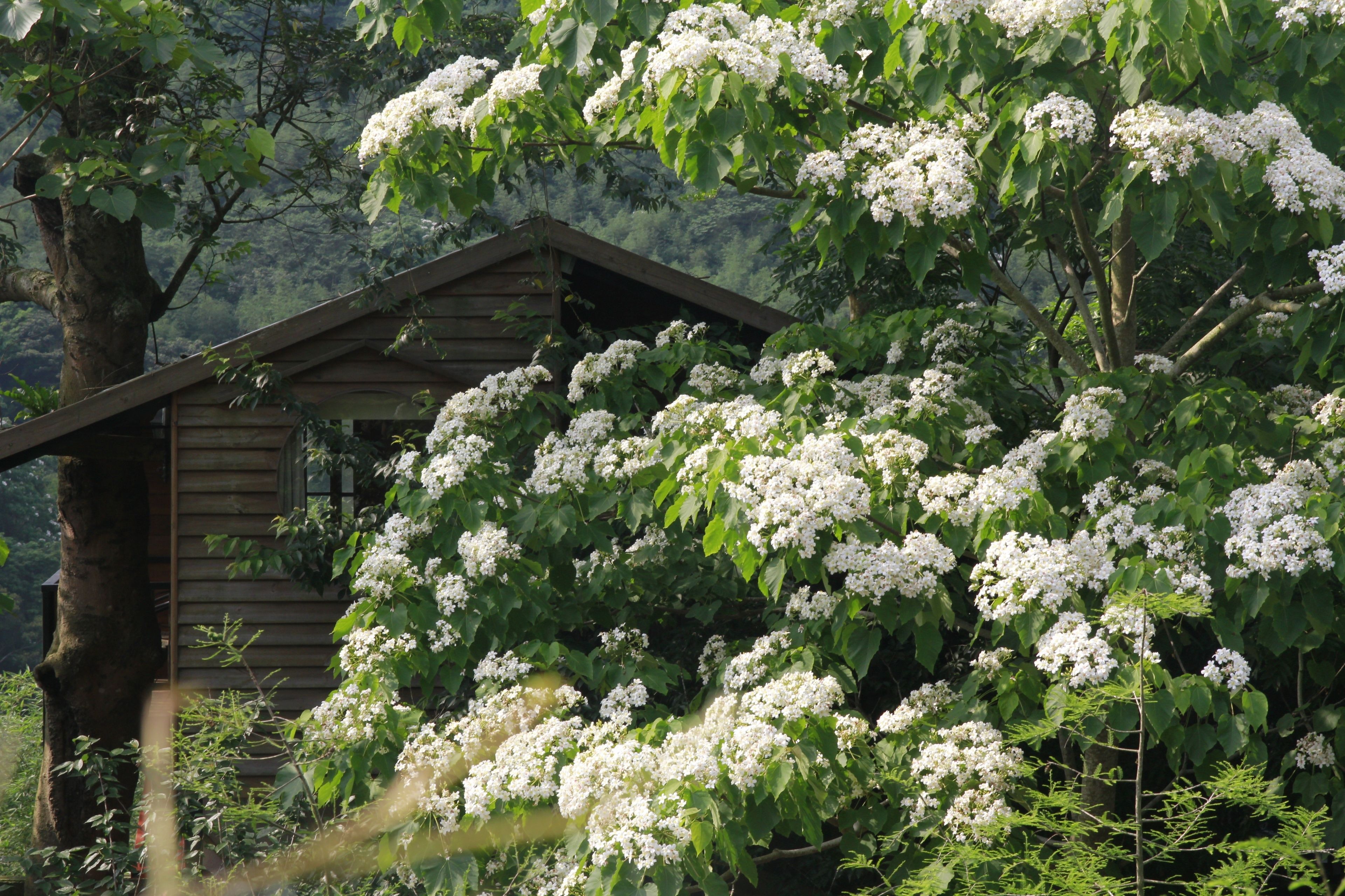 Una cabaña rústica rodeada de exuberante vegetación y árboles blancos con flores.