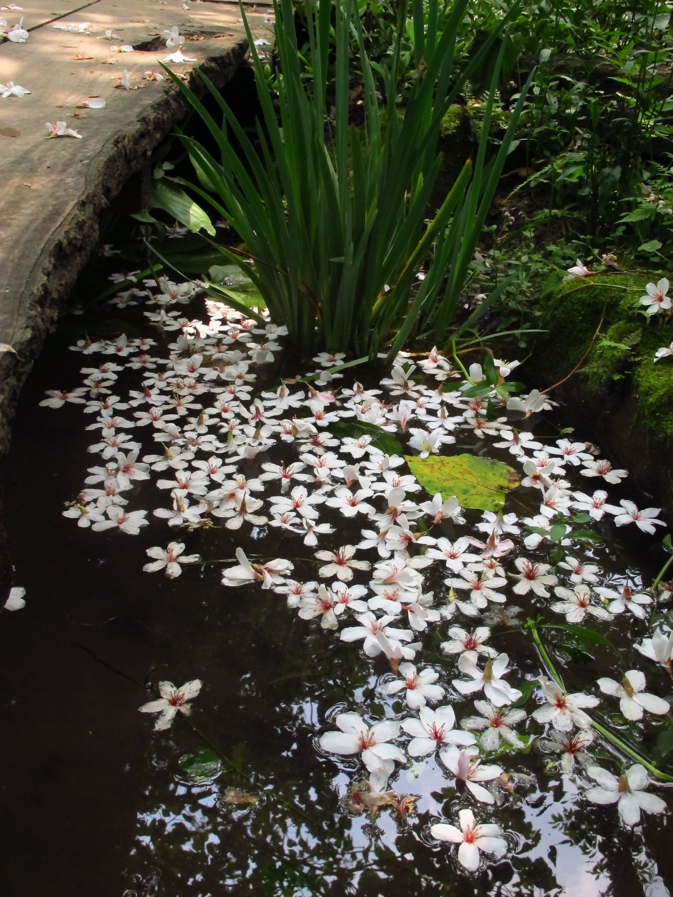 A pond with water lilies and green plants.