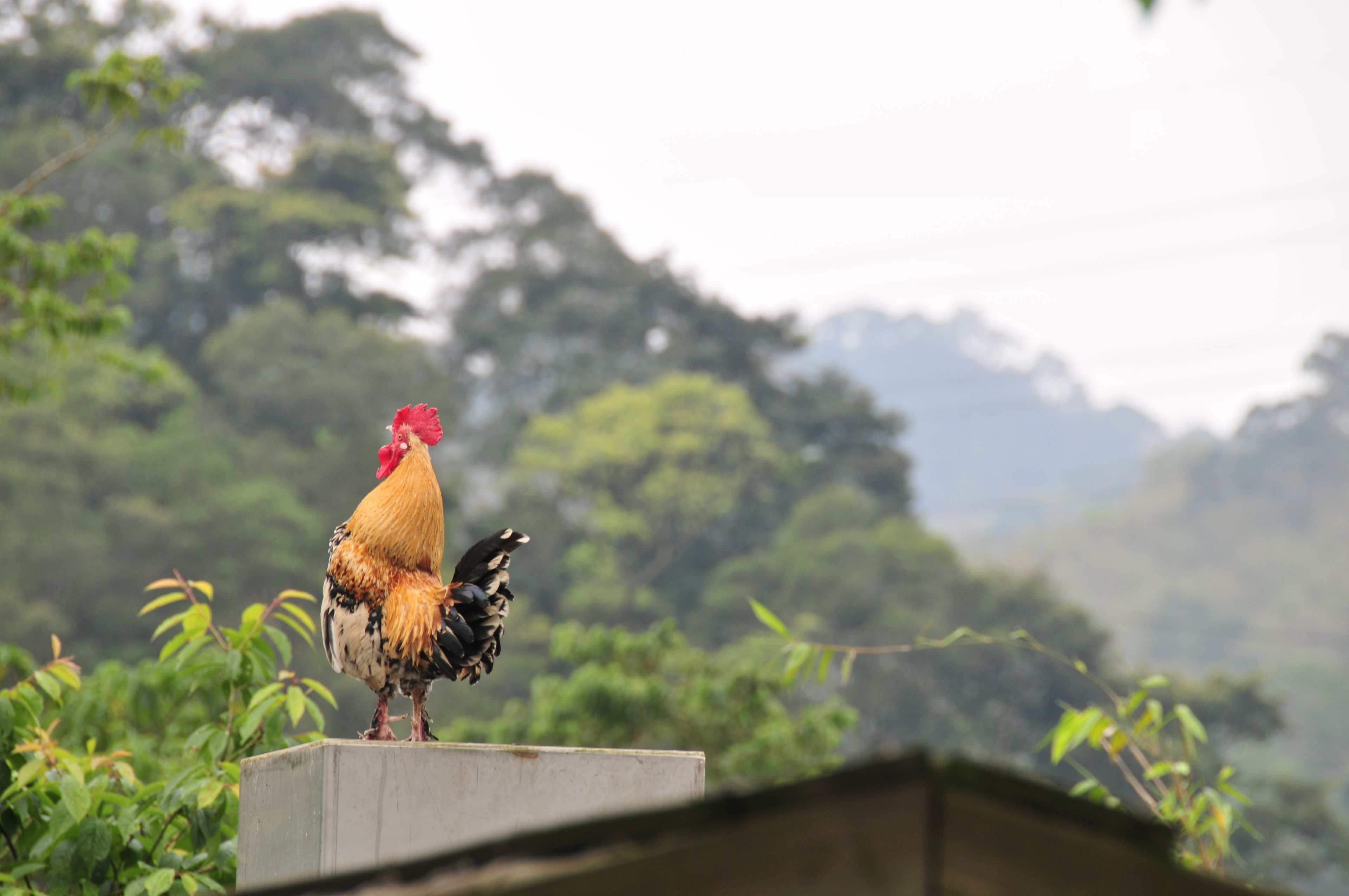 Un coq se tient sur une corniche en béton, avec une forêt verdoyante floue en arrière-plan.