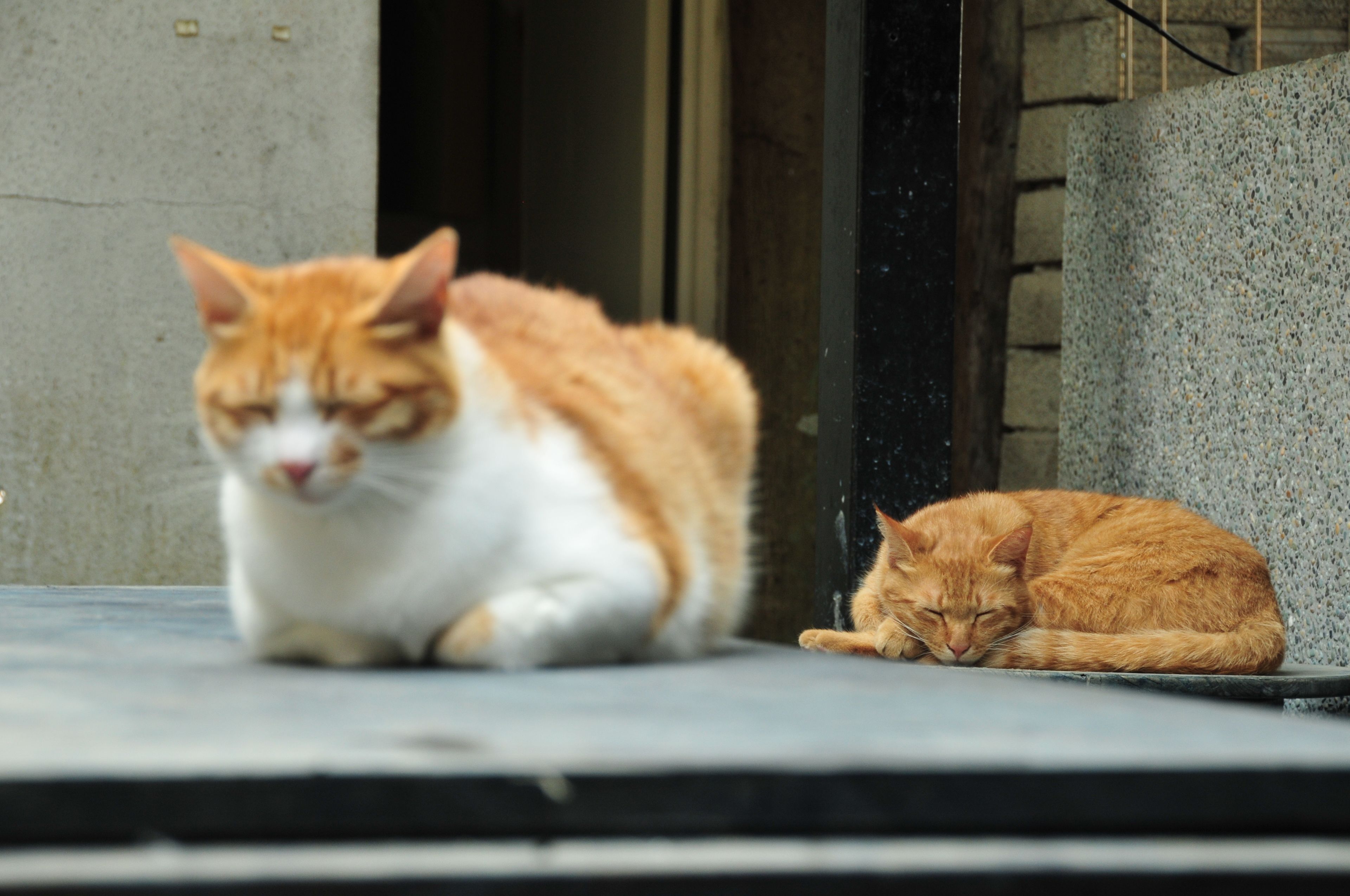 Dos gatos, uno blanco y otro naranja, sobre una superficie de concreto cerca de la entrada de un edificio.