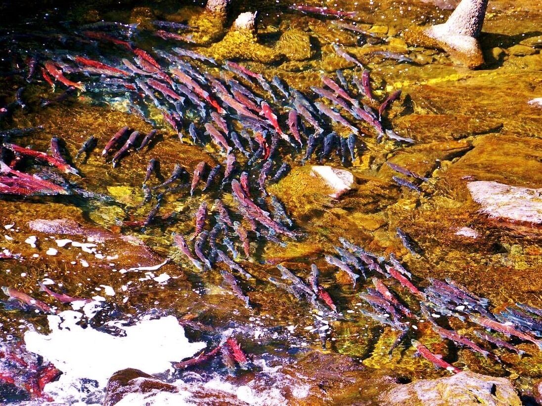 A natural scene with a group of fish swimming in a stream.