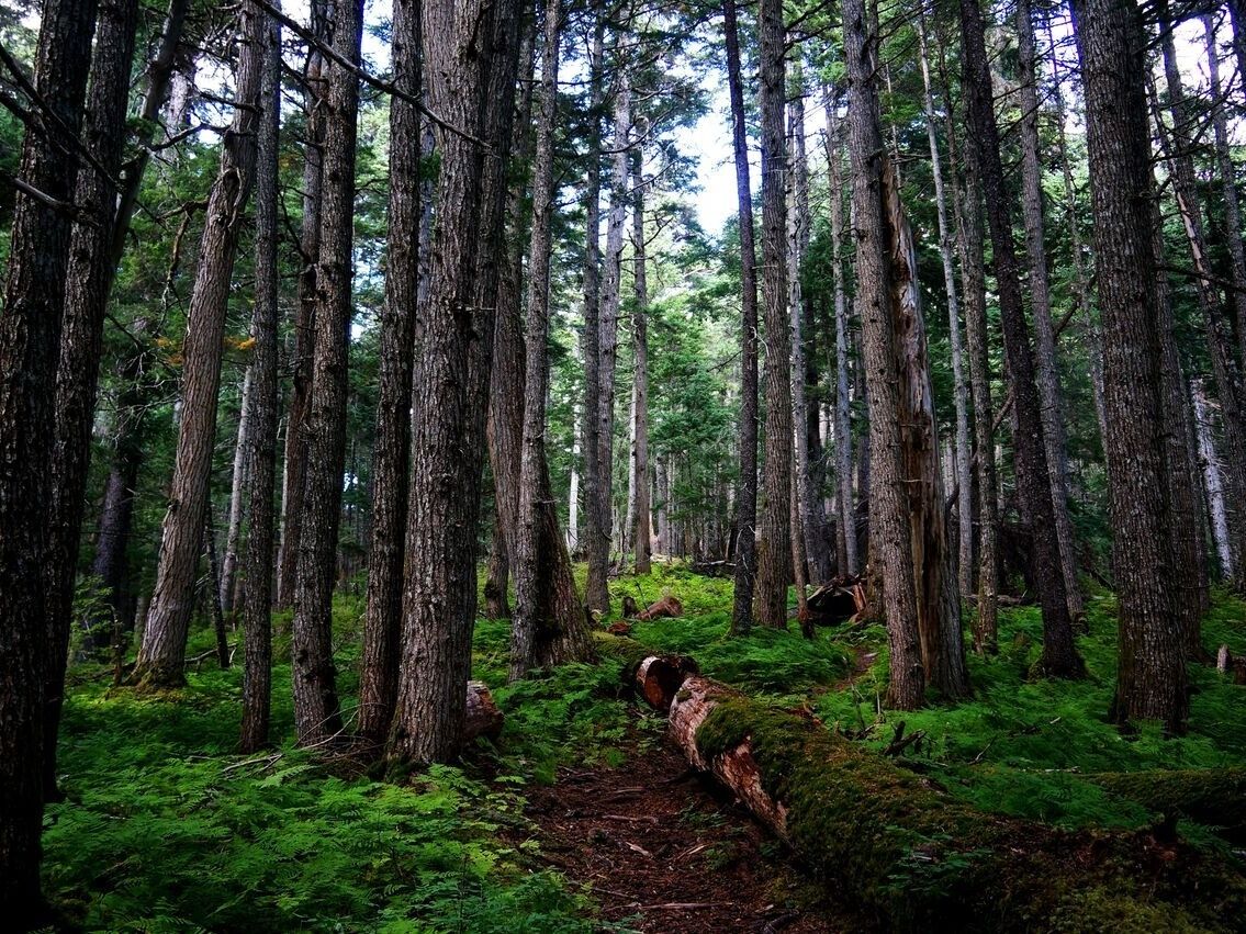 Un bosque denso con árboles altos y un tronco caído en el centro.