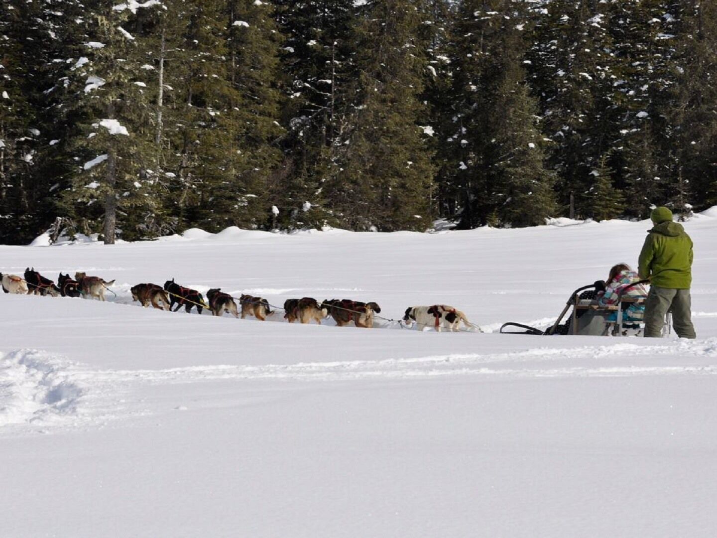 A snowy landscape with a group of sled dogs pulling a sled.