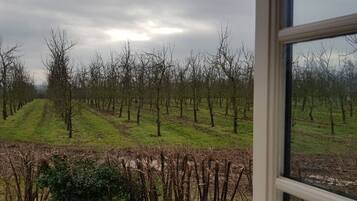 Viñedo con filas de árboles y una vista a través de una ventana.