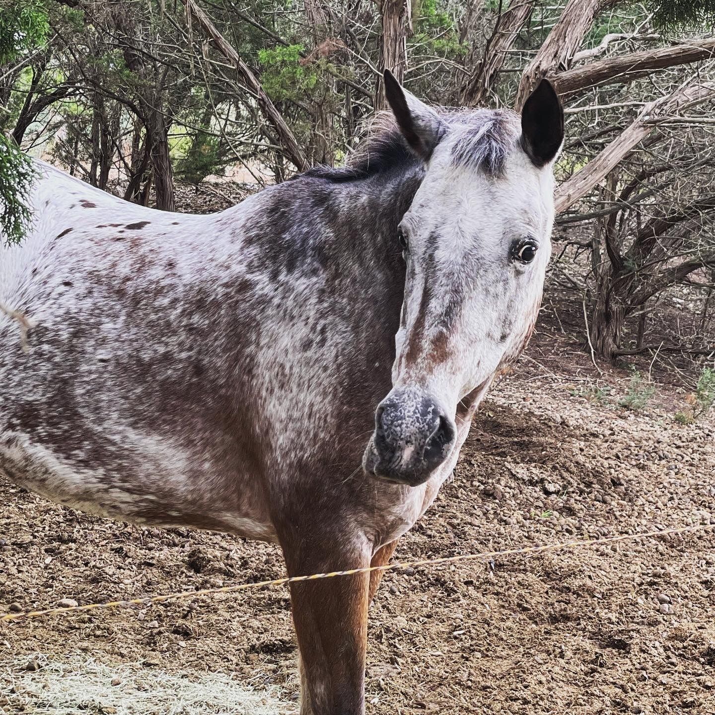 A horse with a white and gray coat standing in a natural, wooded area.