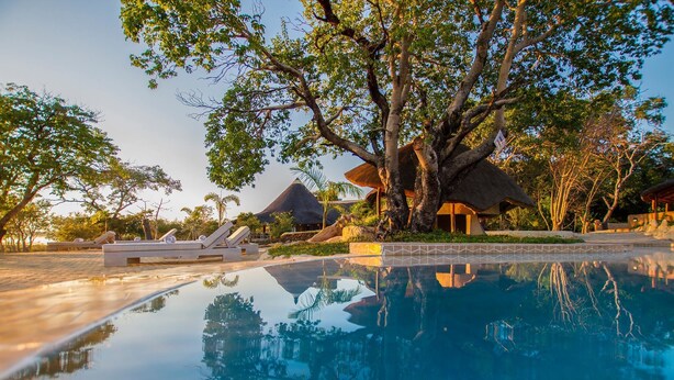 Un espace piscine avec des chaises longues et un grand arbre en arrière-plan.
