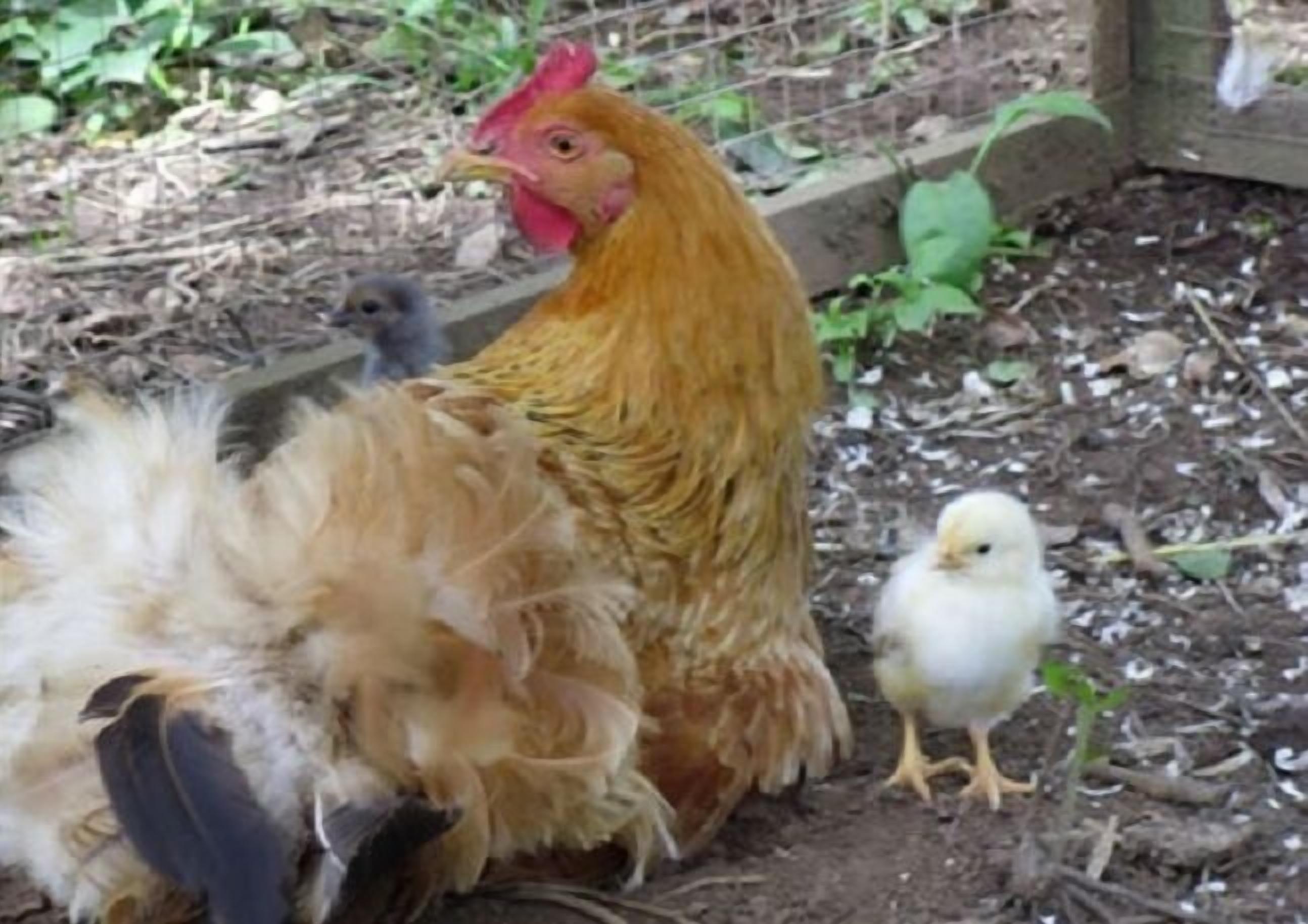 A chicken with chicks in a rustic outdoor setting.