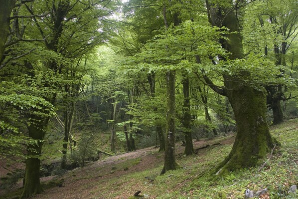 Un bosque denso con diversidad de árboles, incluyendo un gran árbol cubierto de musgo en primer plano.