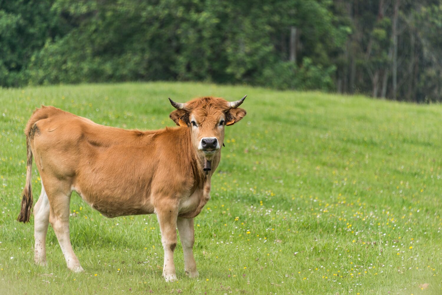 Foto - Hotel El Babú