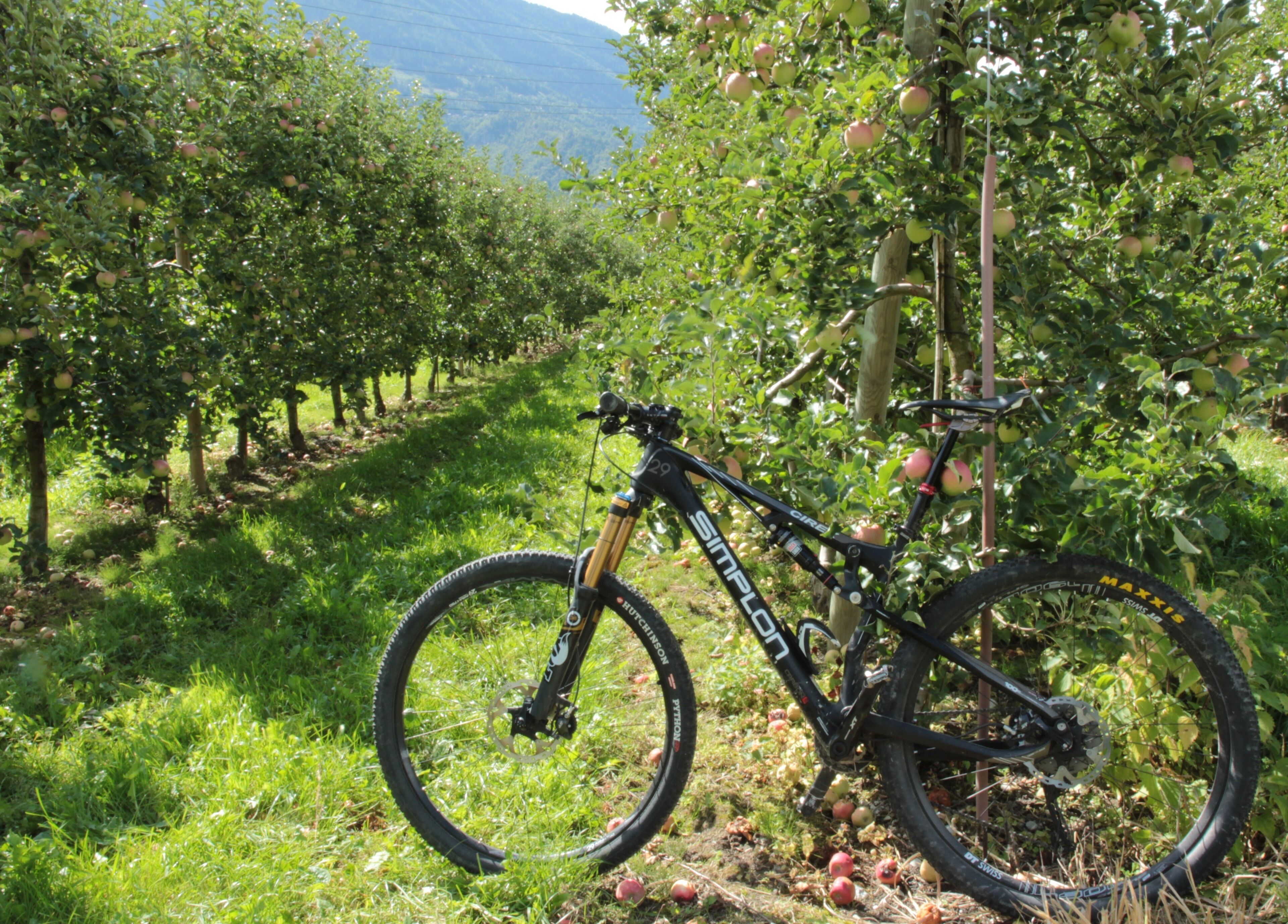 Ein Mountainbike steht in einem Obstgarten mit Obstbäumen.