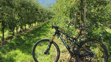 Ein Mountainbike steht in einem Obstgarten mit Obstbäumen.