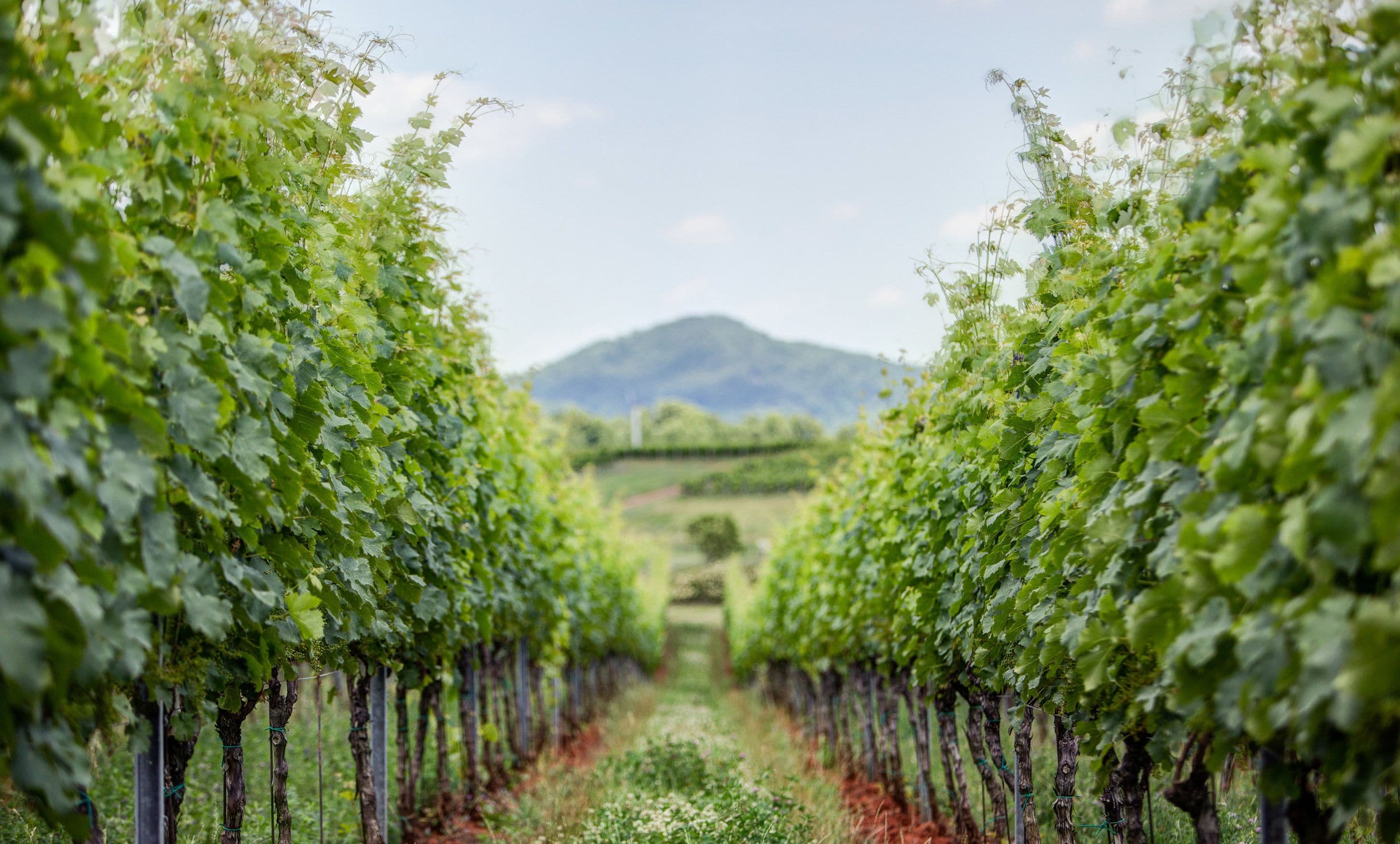 A vineyard with rows of grapevines and a mountain in the background.