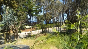 A garden with various plants and trees, a fence, and a pathway. - 440 Cachagua (Zapallar)