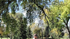 Ein Mann fischt an einem Teich in einem Park mit Bäumen und Gras.