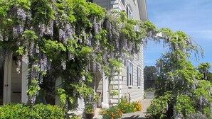 A house with a garden featuring wisteria vines, a pathway, and a variety of plants.