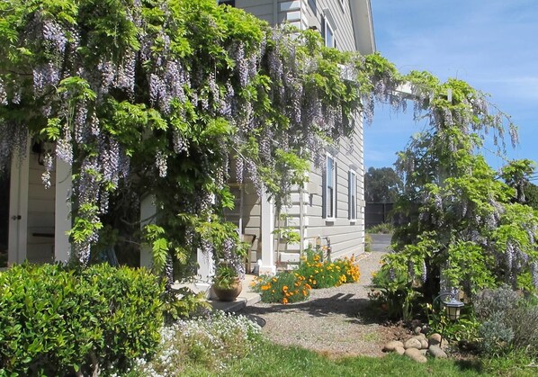 A house with a garden featuring wisteria vines, a pathway, and a variety of plants.