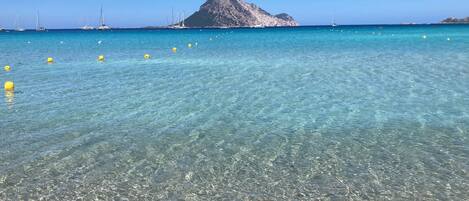 Lettini da mare
