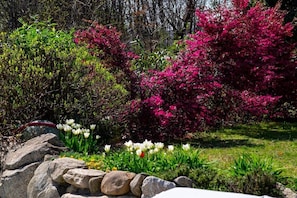 A garden with flowering shrubs and white tulips.