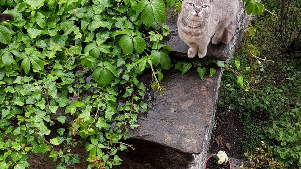 Een stenen muurplank met een kat erop, omringd door weelderig groenbladige planten.
