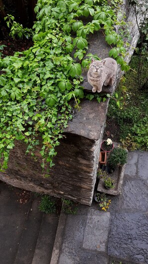 Un rebord de pierre sur lequel est assis un chat, entouré d’un feuillage verdoyant et luxuriant.