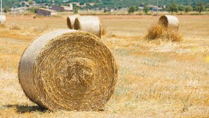 منوع