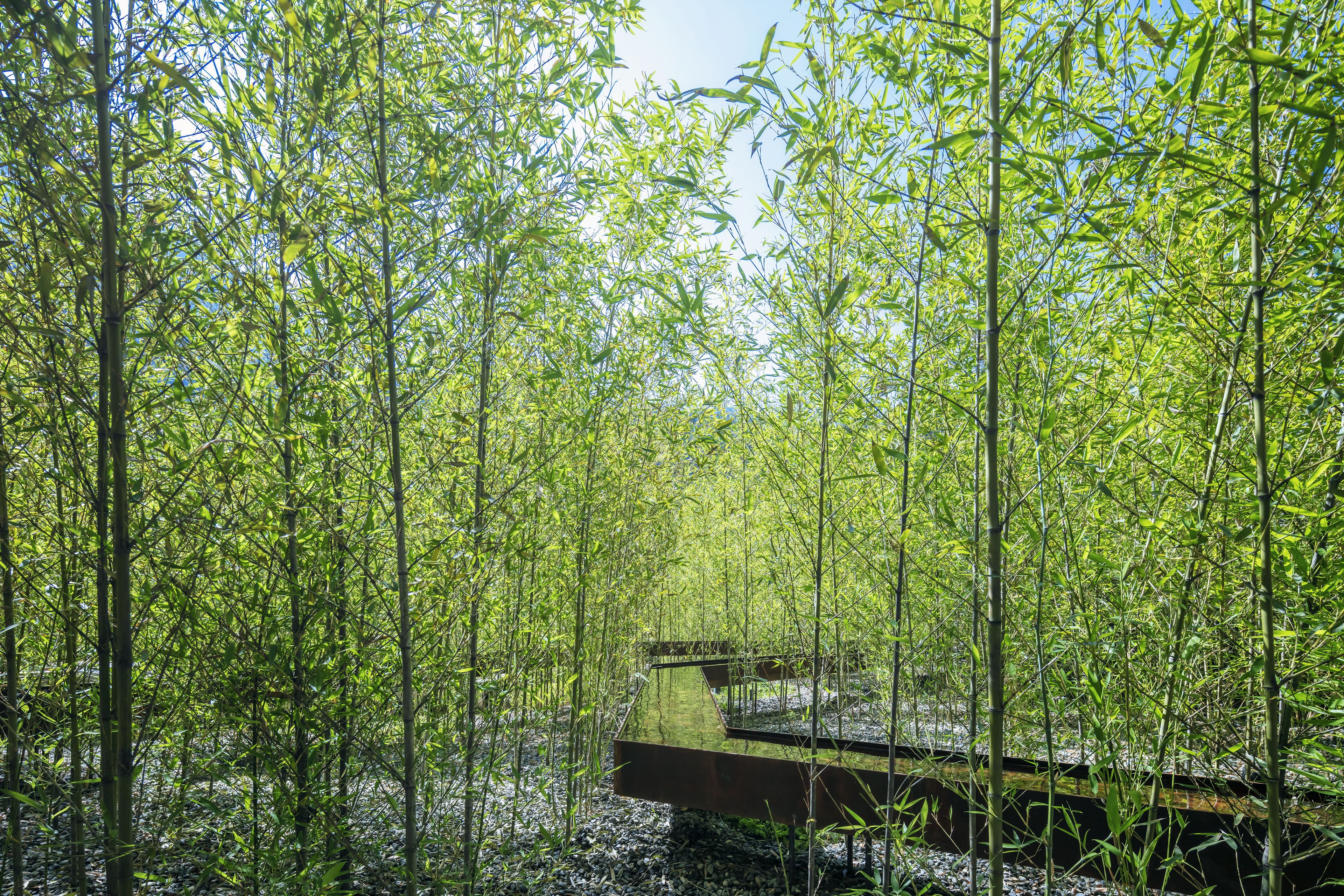 Un denso bosque de bambú con un puente de madera.