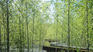 Un denso bosque de bambú con un puente de madera.