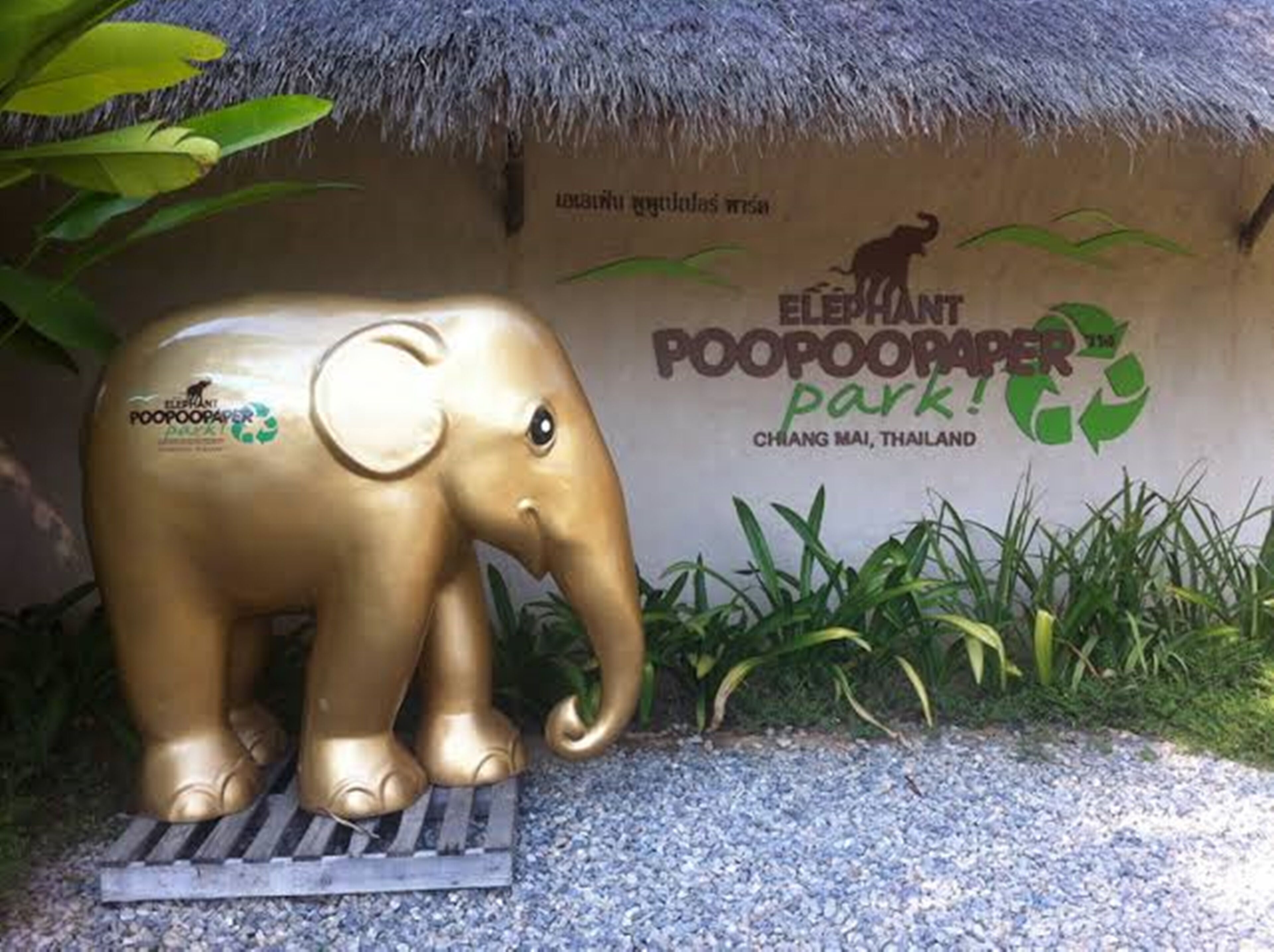 Una estatua dorada de un elefante frente a una pared con el texto 'ELEPHANT POOP PAPER park! CHIANG MAI, THAILAND'.