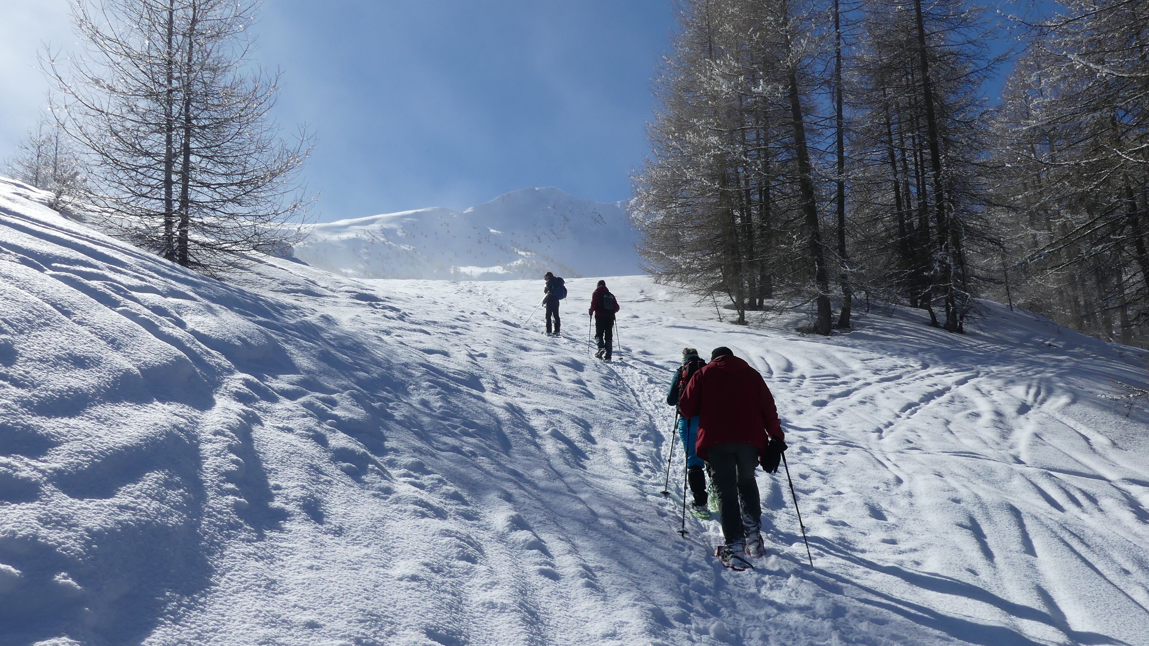 En snötäckt vandringsled med träd och ett berg i bakgrunden.