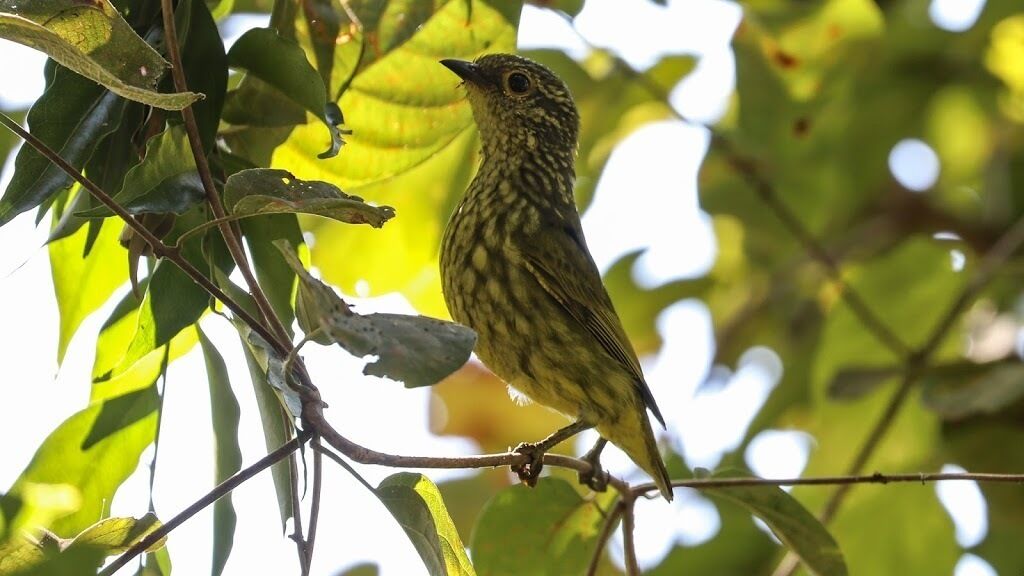 Un pájaro posado en una rama rodeada de hojas verdes.