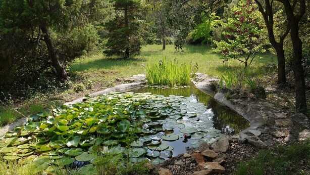 Un étang parsemé de nénuphars, entouré de verdure.