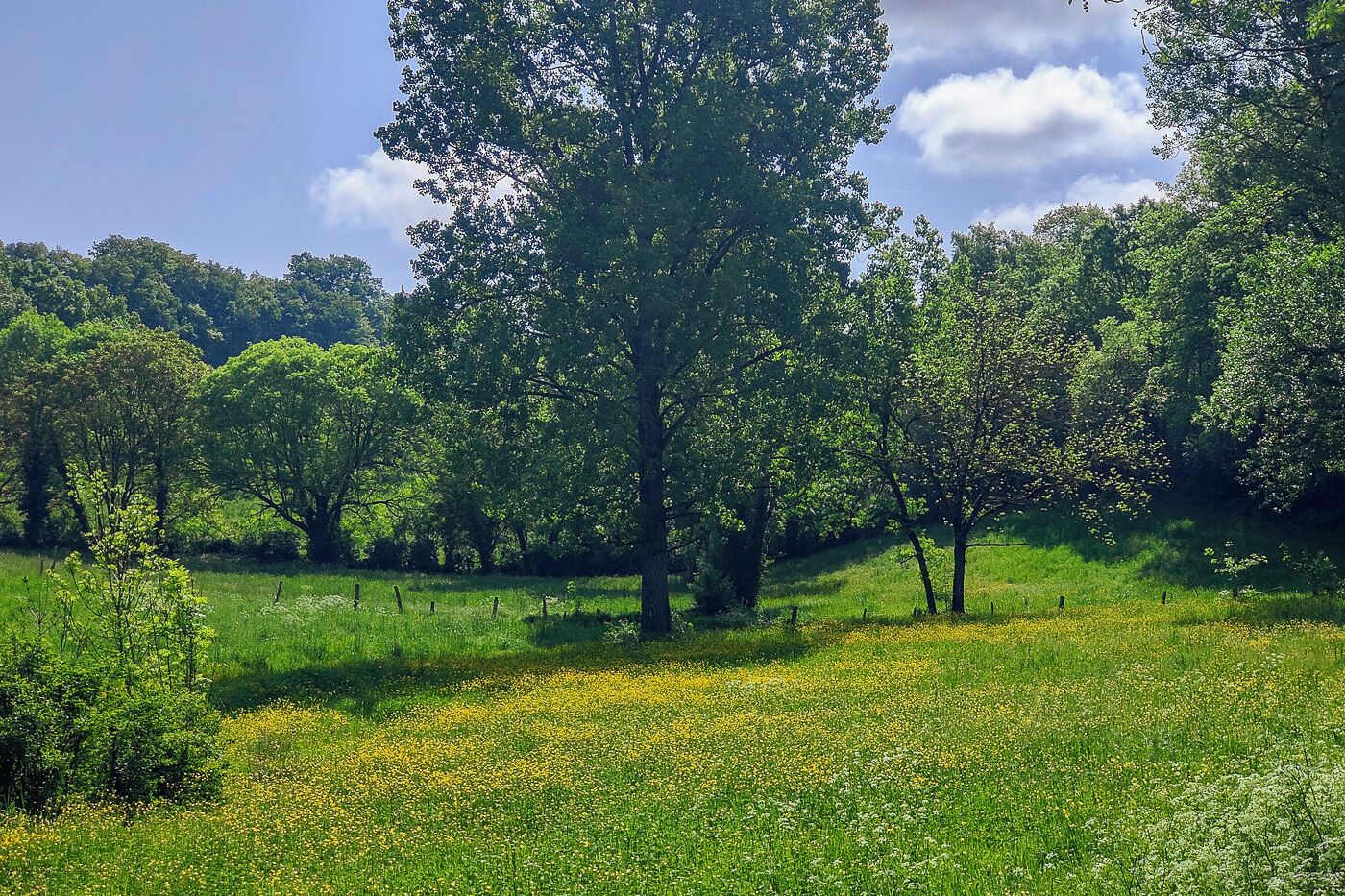 A natural landscape with trees and a grassy field.