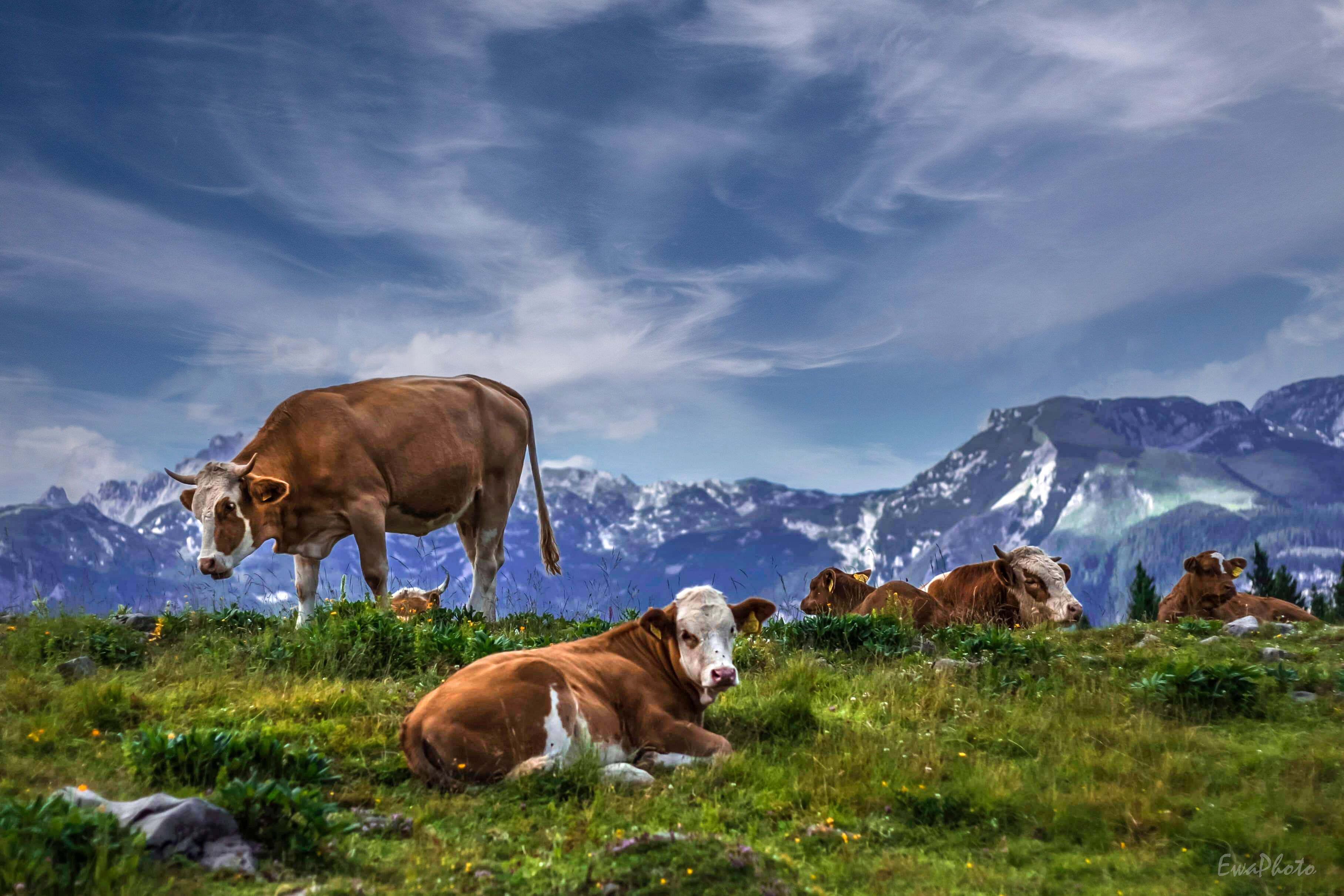 Un paysage montagneux où l’on voit des vaches qui paissent.