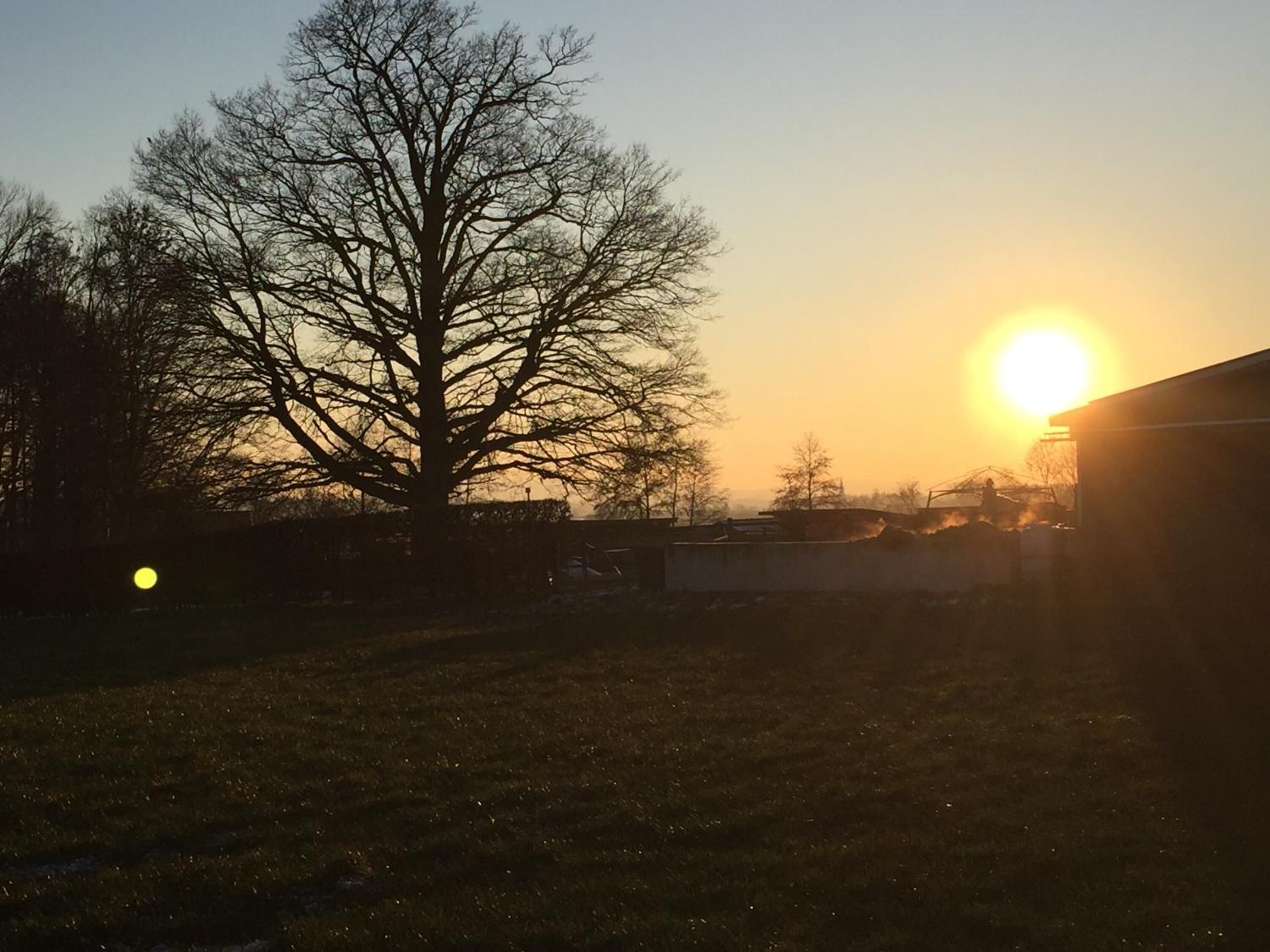 A tree in a yard with a building in the background.
