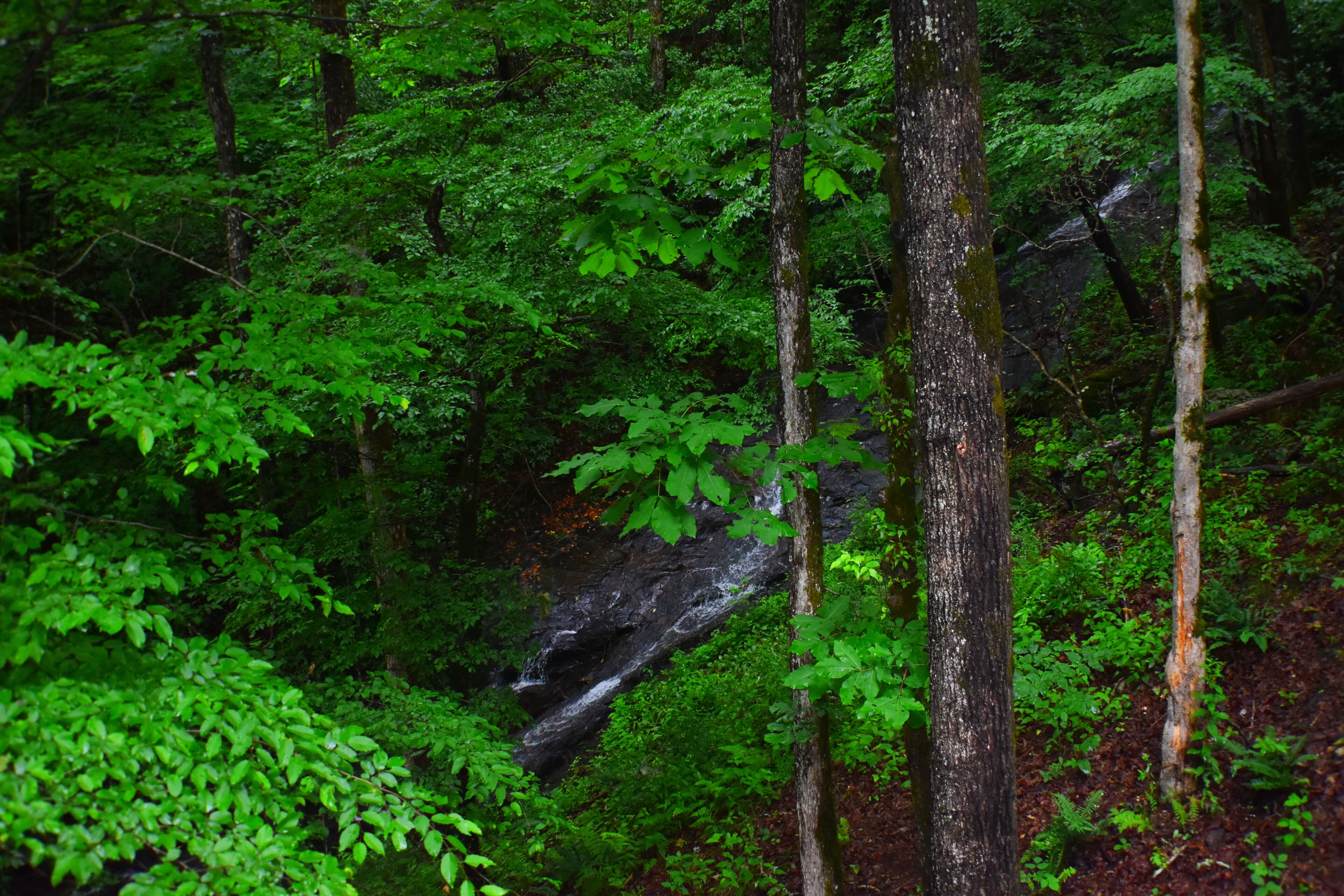 A dense forest with a waterfall and tall trees.
