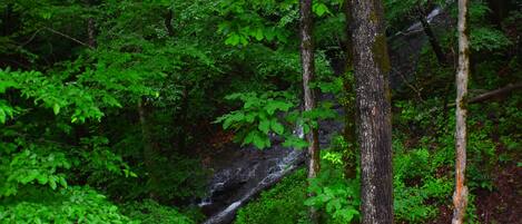 A dense forest with a waterfall and tall trees.