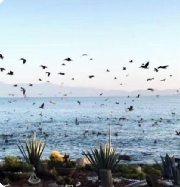 Vista costera con aves volando sobre el mar, cielo despejado y algunas plantas en macetas al frente.