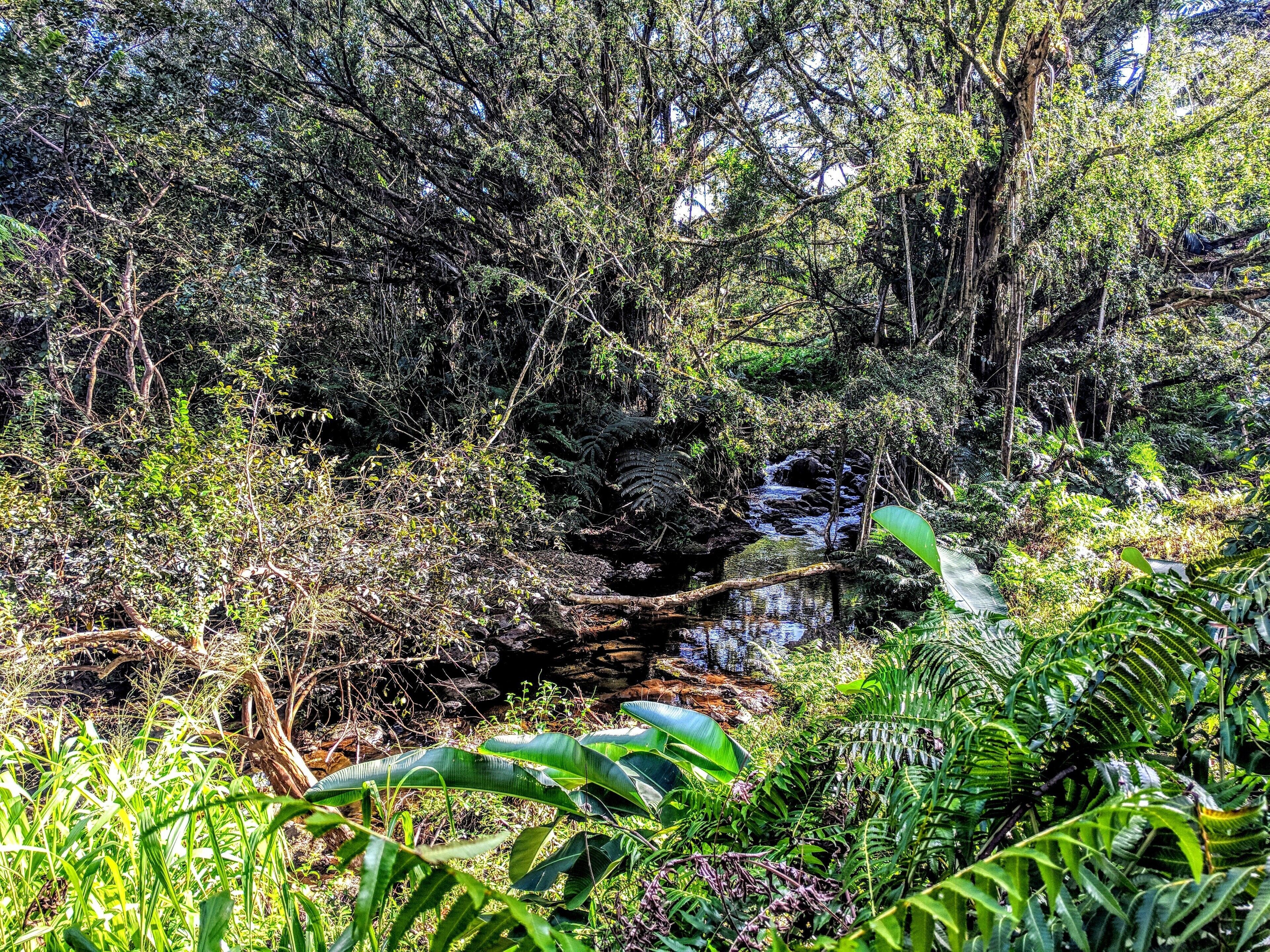 A dense forest with a stream, ferns, and a fallen tree.