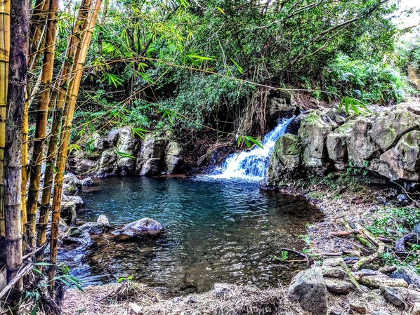 Unclassified image, 1 of 14, button - River View Rainforest Tiny Cabin with Kitchenette (No Cleaning Fee) (Pepeekeo)