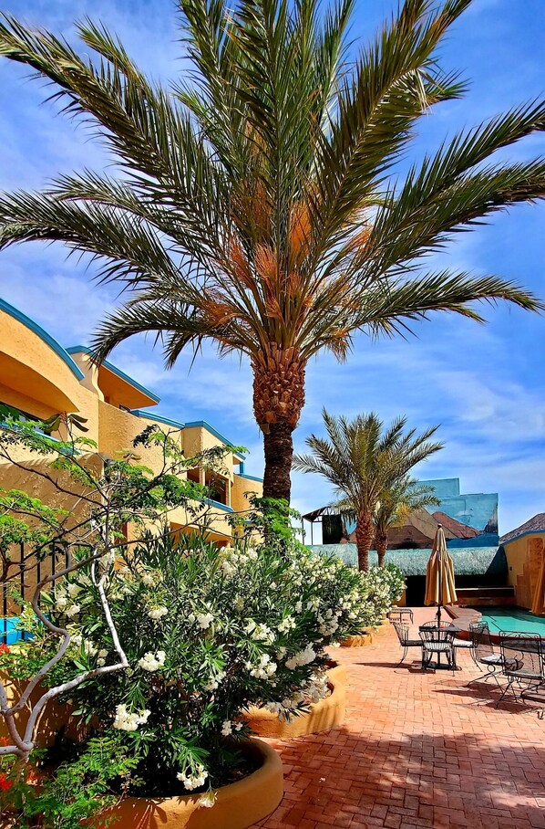 A palm tree, a flower bush, outdoor seating, and a pool area.