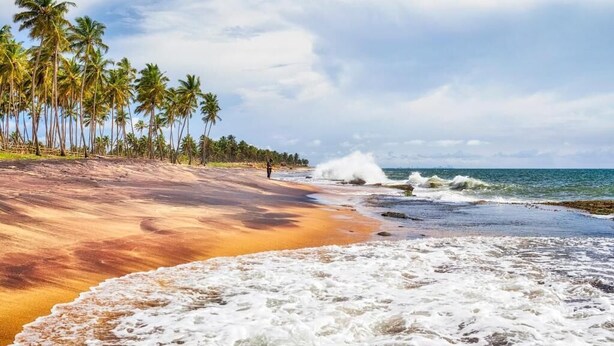 A beach with palm trees and waves. - Green wood villa (Negombo)