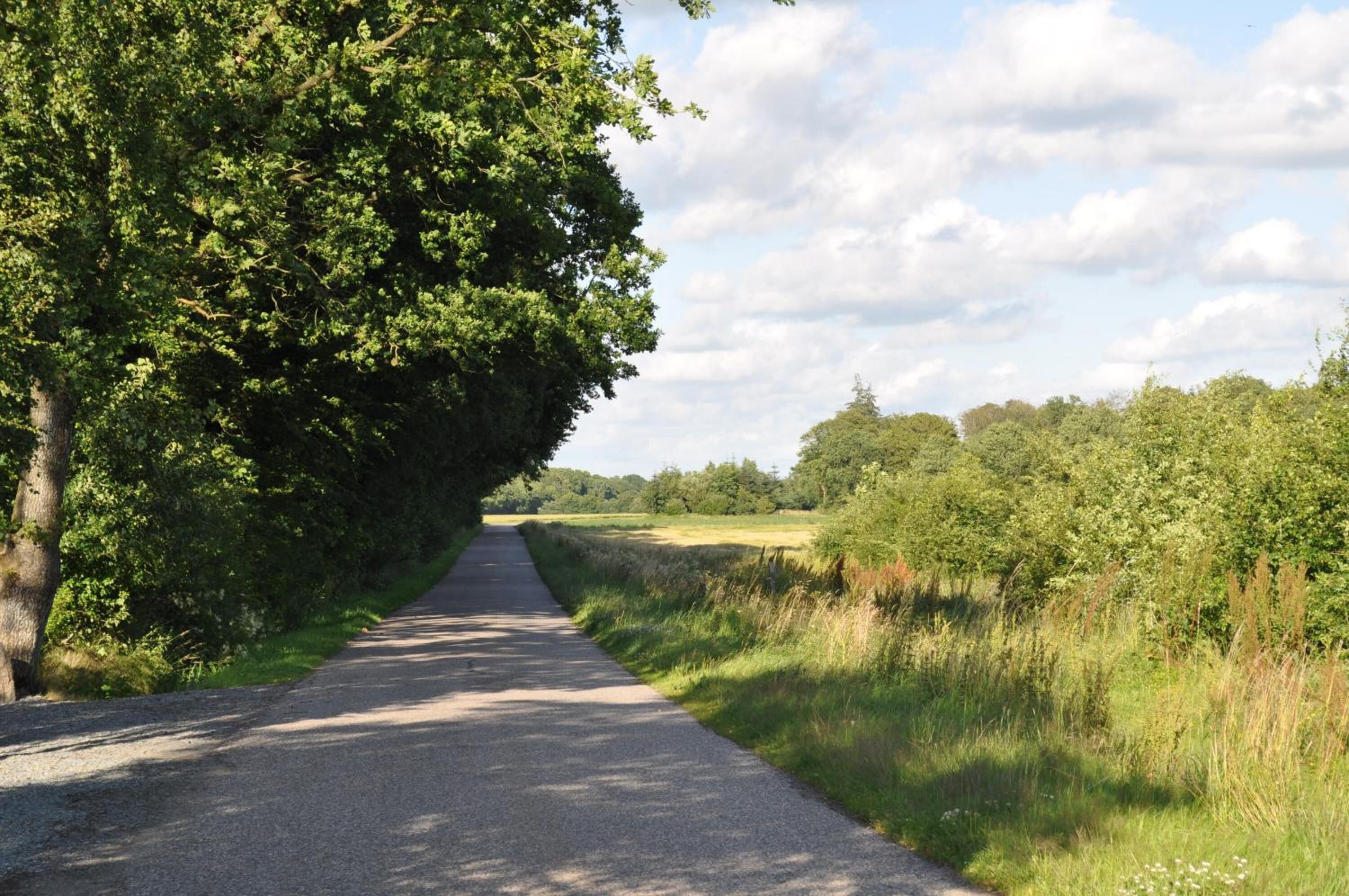 Une route de campagne bordée d’arbres denses et de champs.