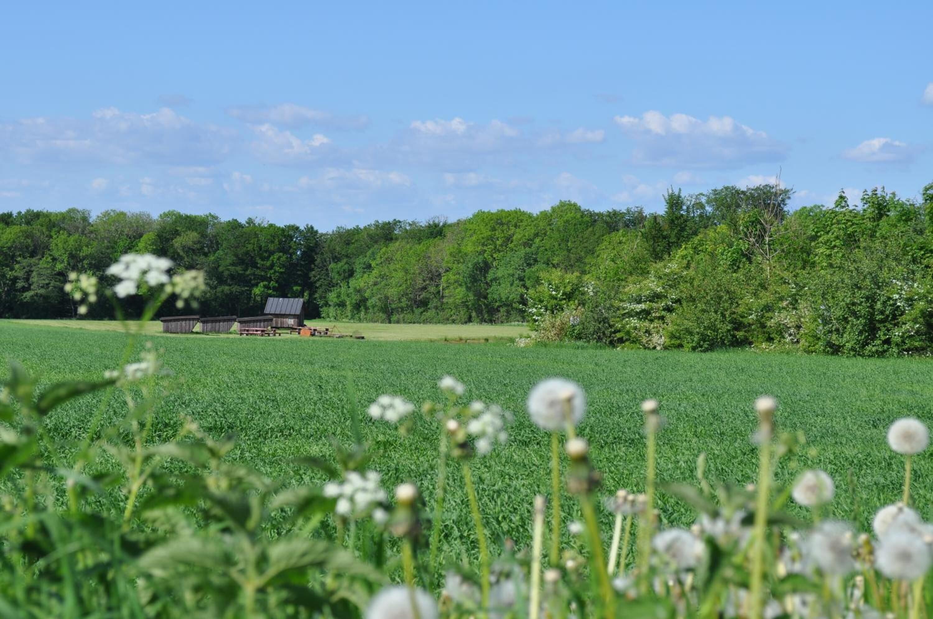 Ländliche Landschaft mit Feld, Bäumen und einem kleinen Gebäude.