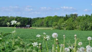 Ländliche Landschaft mit Feld, Bäumen und einem kleinen Gebäude.