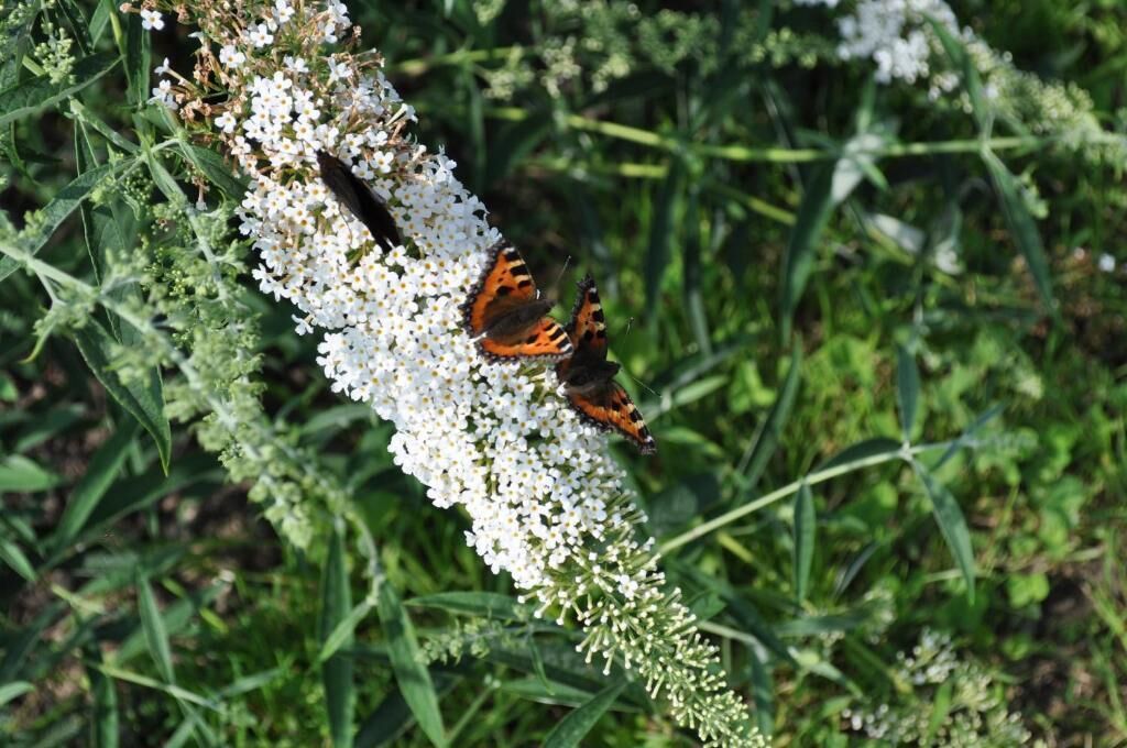 Ein Schmetterling auf einer Gruppe weißer Blumen.