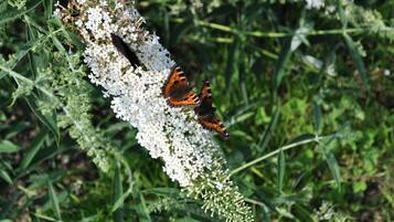 Ein Schmetterling auf einer Gruppe weißer Blumen.
